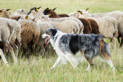 Hund beim Schafe hüten